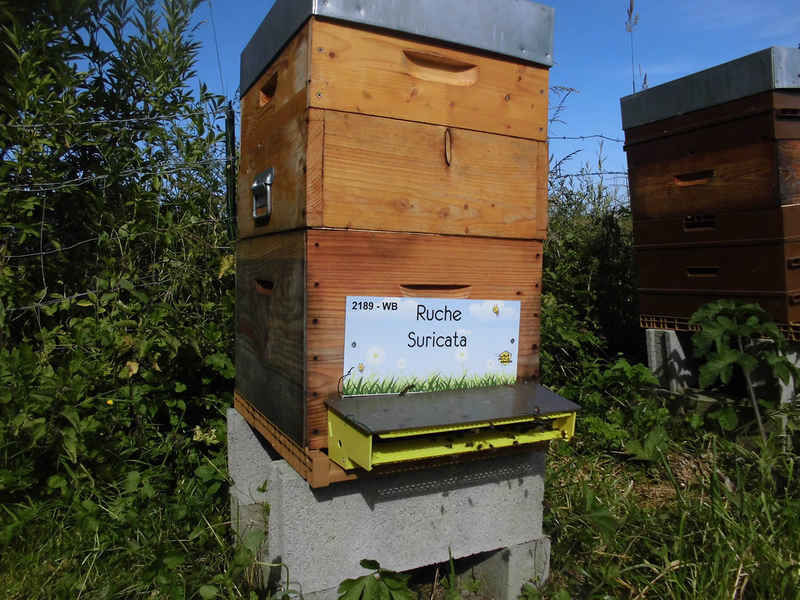 La ruche Suricata