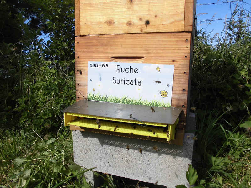 La ruche Suricata