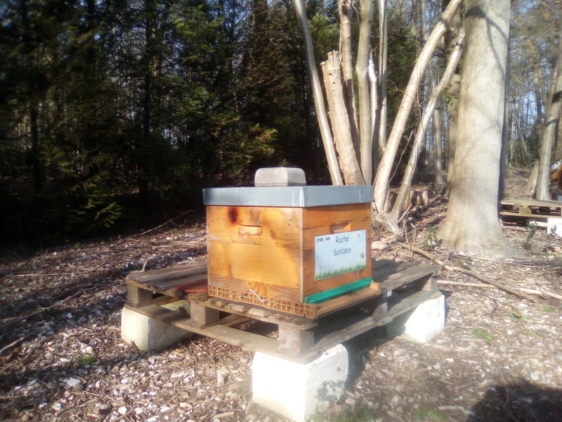 La ruche Suricata