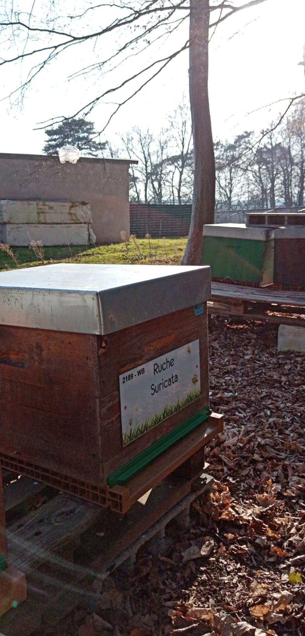 La ruche Suricata