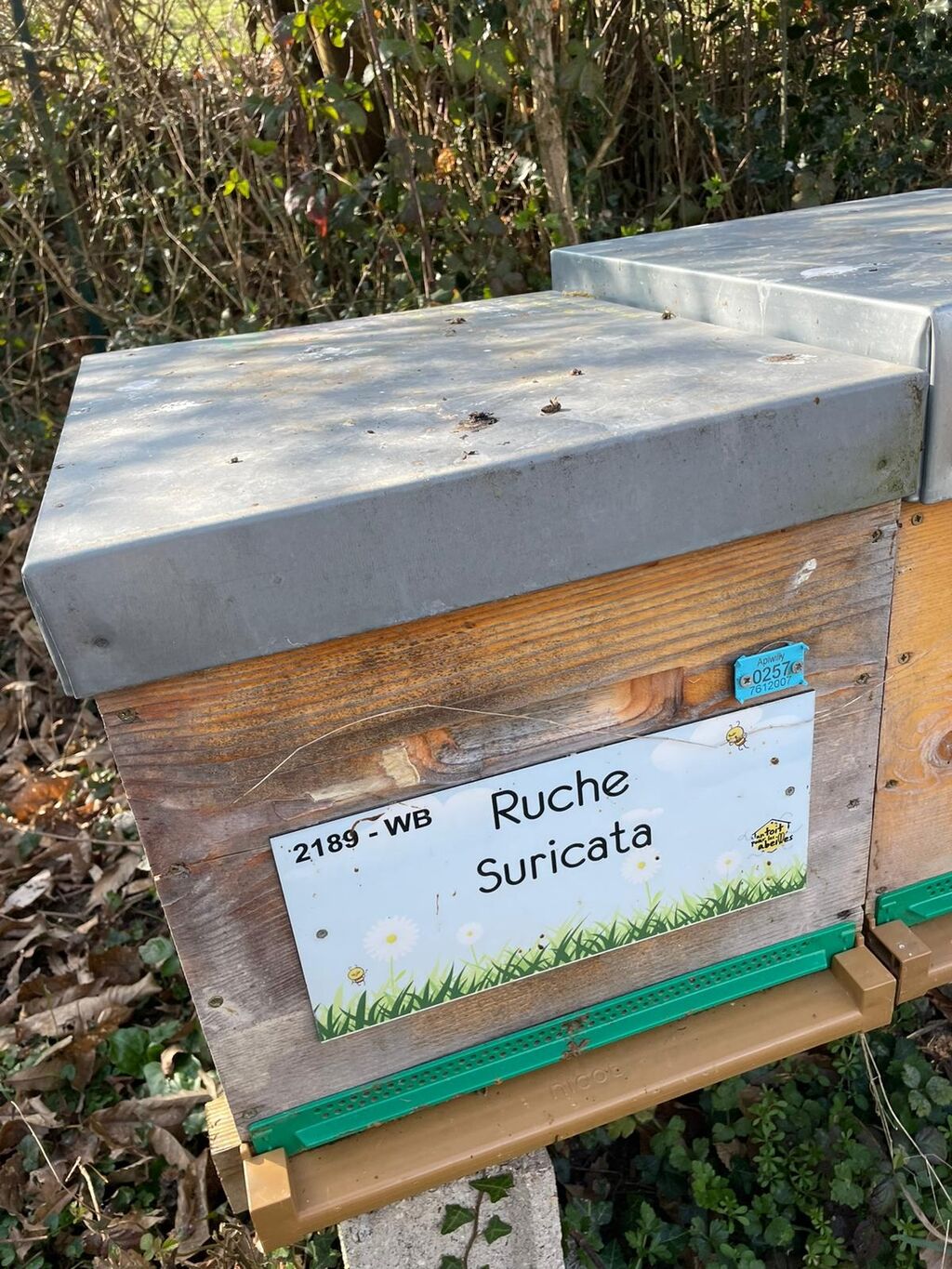 La ruche Suricata