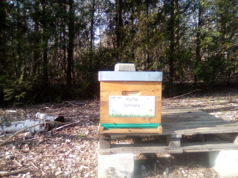 La ruche Suricata