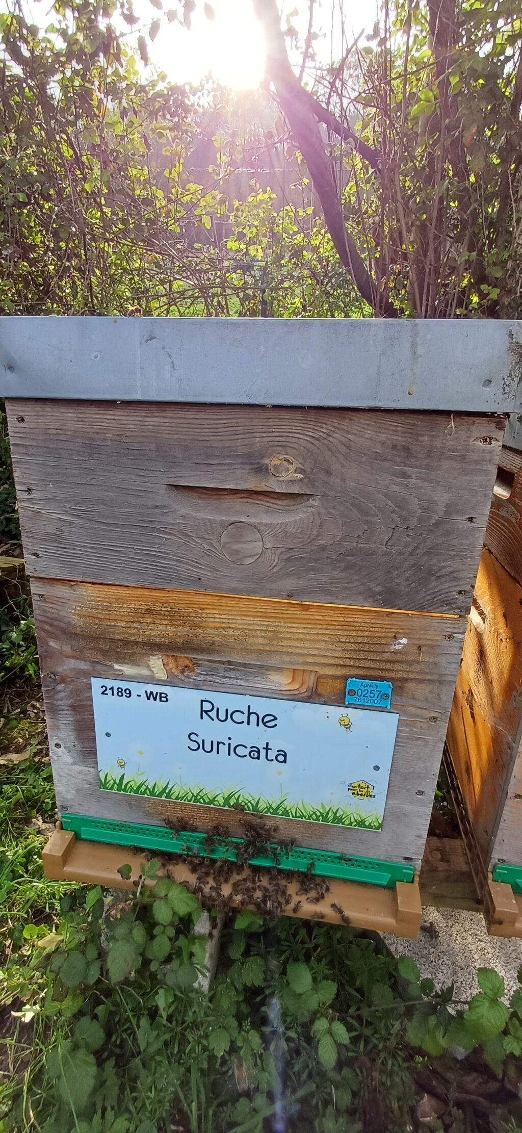 La ruche Suricata