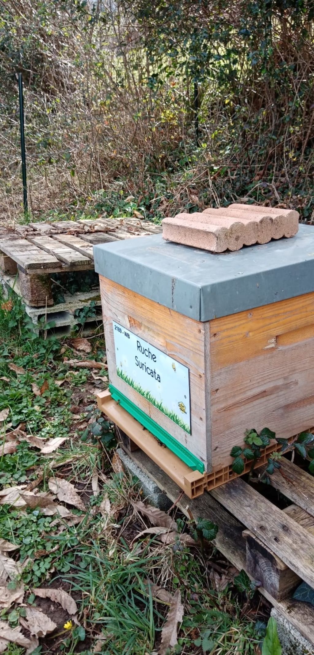 La ruche Suricata