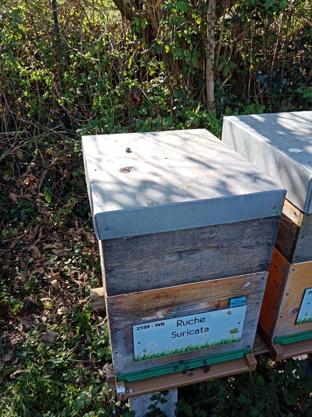 La ruche Suricata