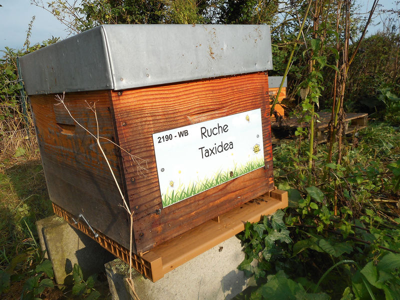 La ruche Taxidea