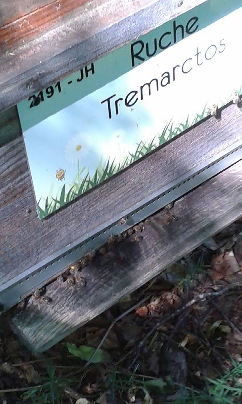 La ruche Tremarctos