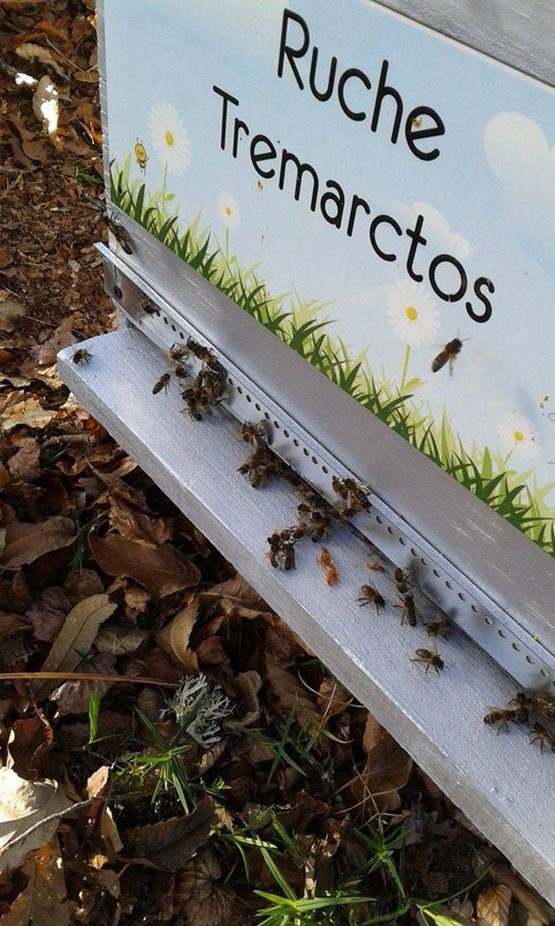 La ruche Tremarctos