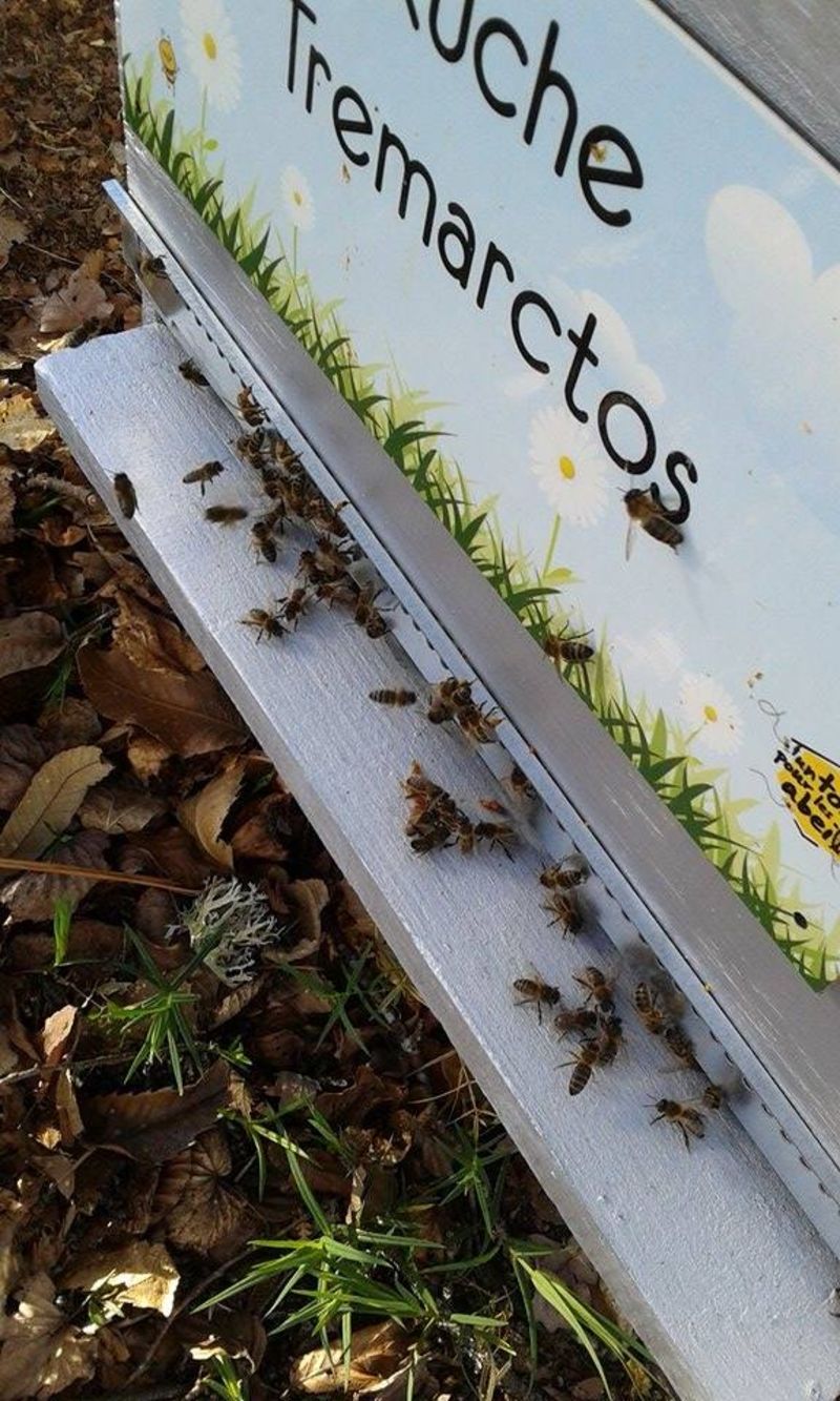La ruche Tremarctos