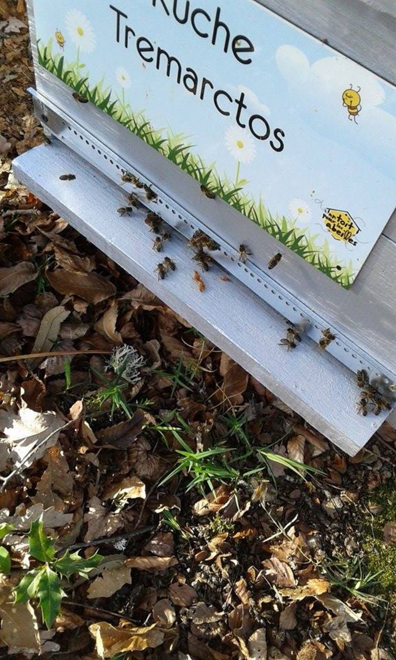 La ruche Tremarctos