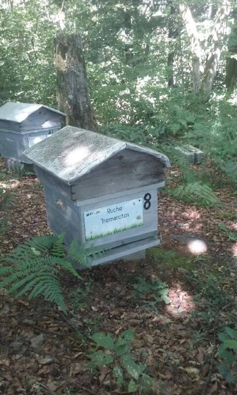 La ruche Tremarctos