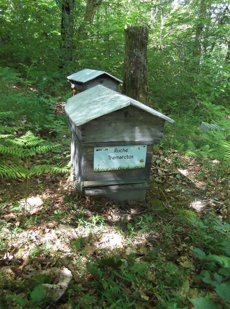 La ruche Tremarctos