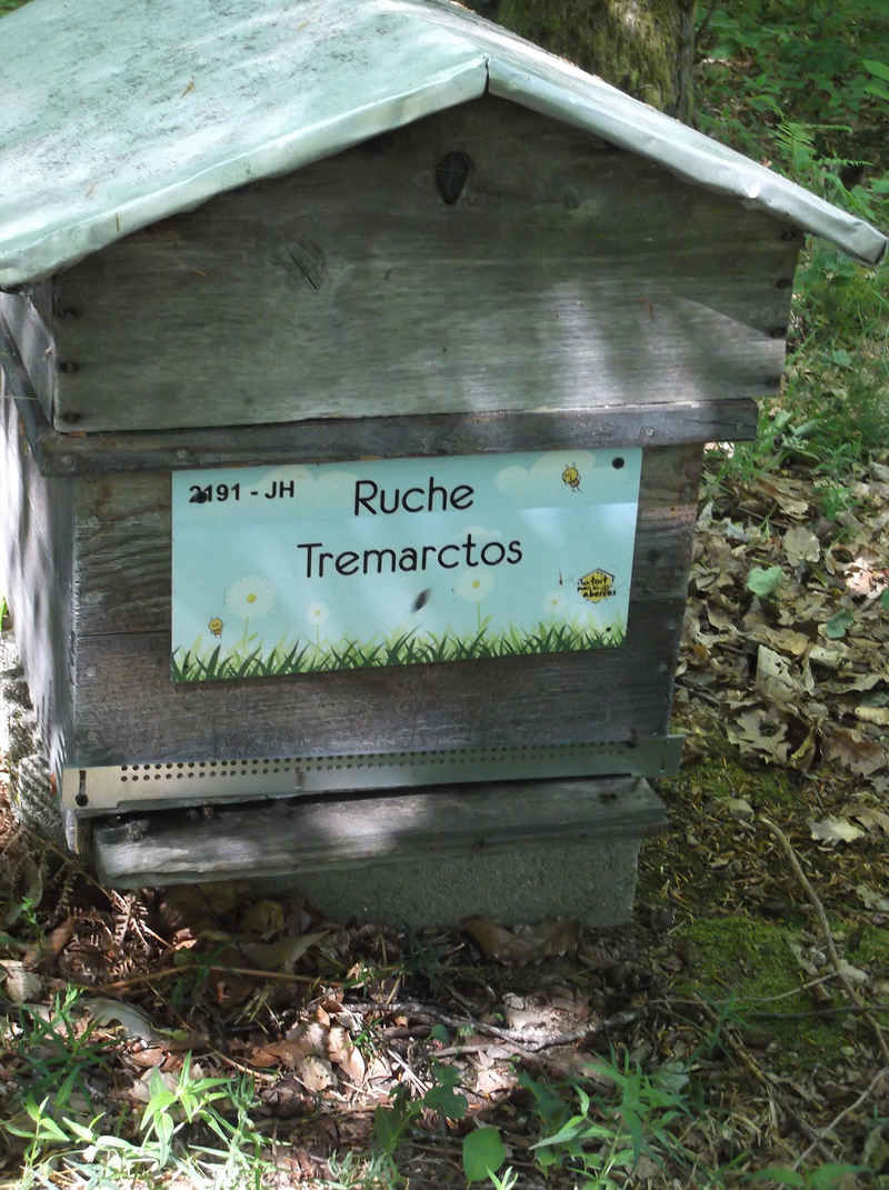 La ruche Tremarctos