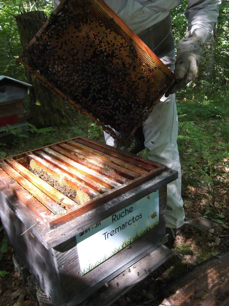 La ruche Tremarctos
