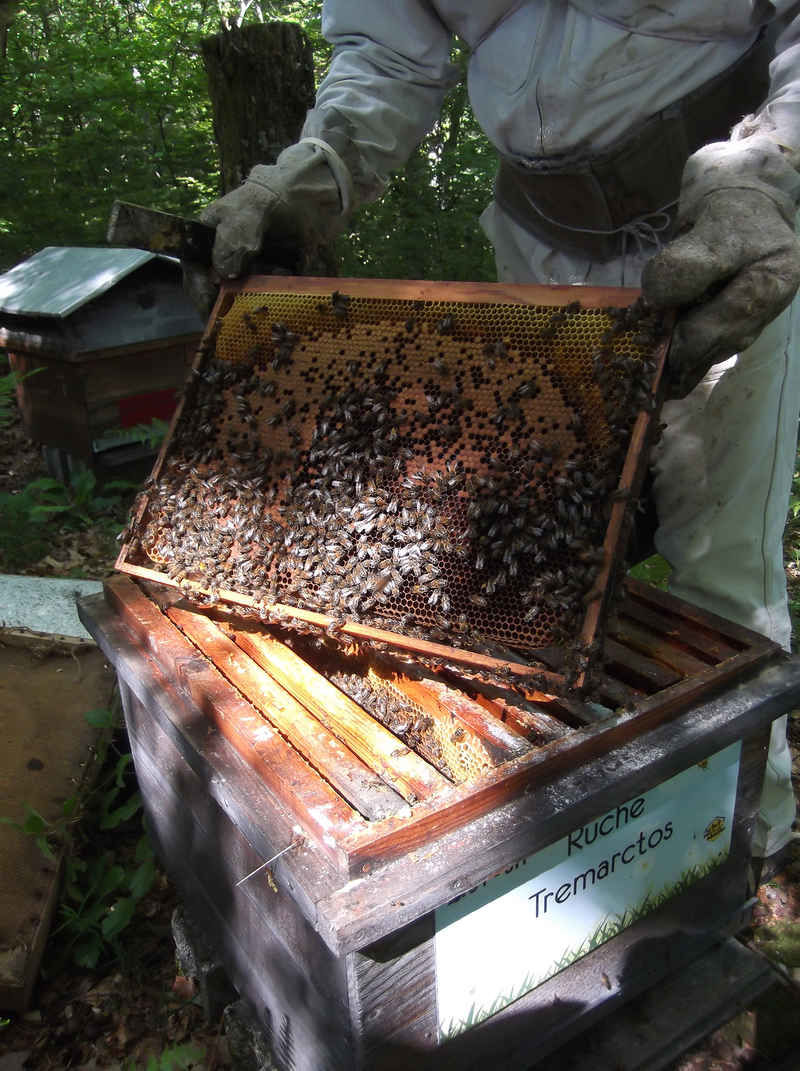 La ruche Tremarctos