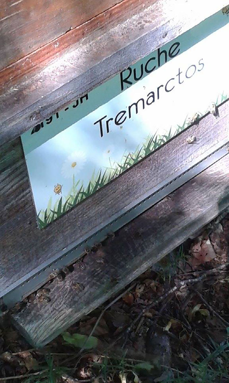 La ruche Tremarctos