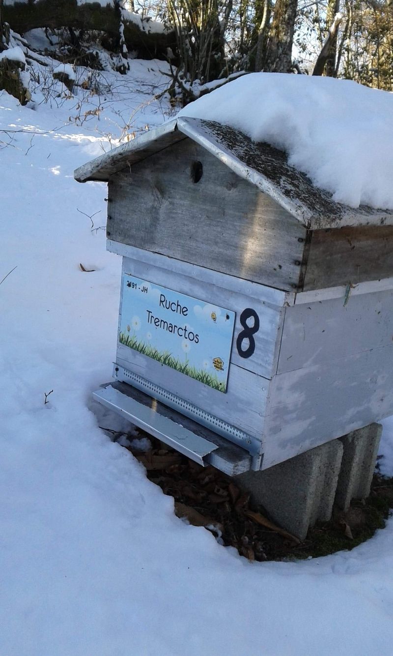 La ruche Tremarctos