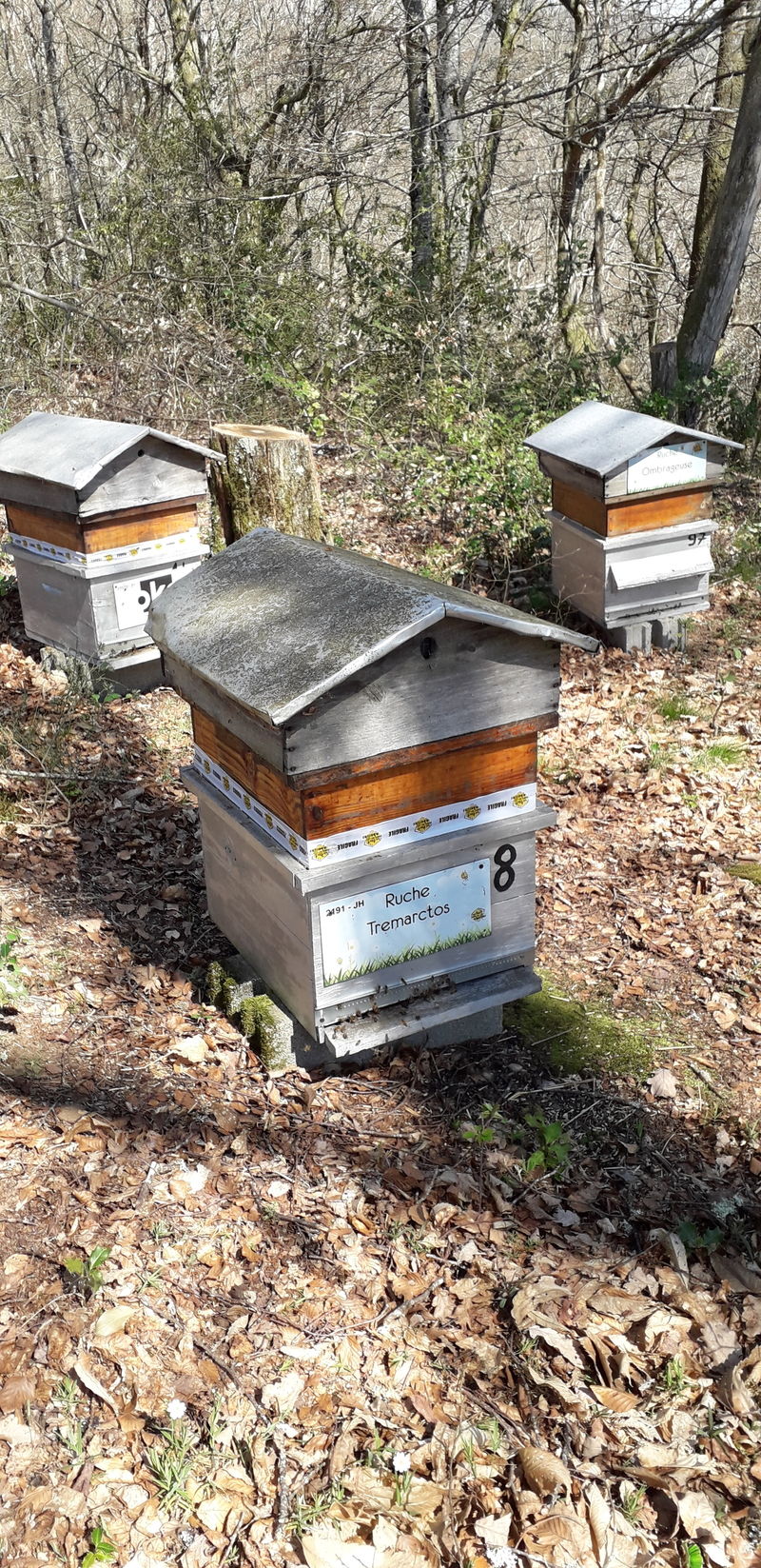 La ruche Tremarctos