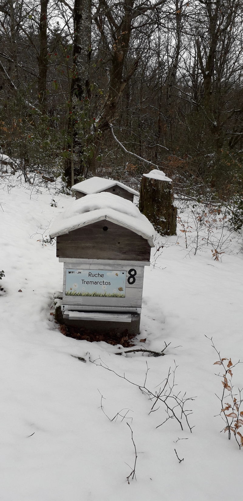 La ruche Tremarctos