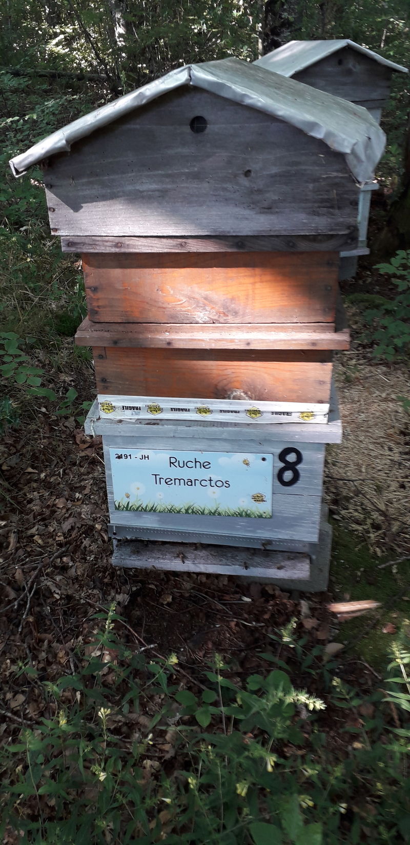 La ruche Tremarctos