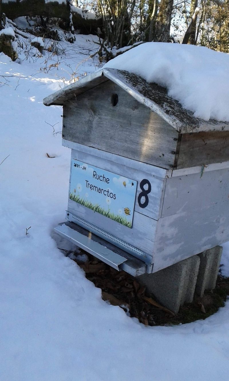 La ruche Tremarctos