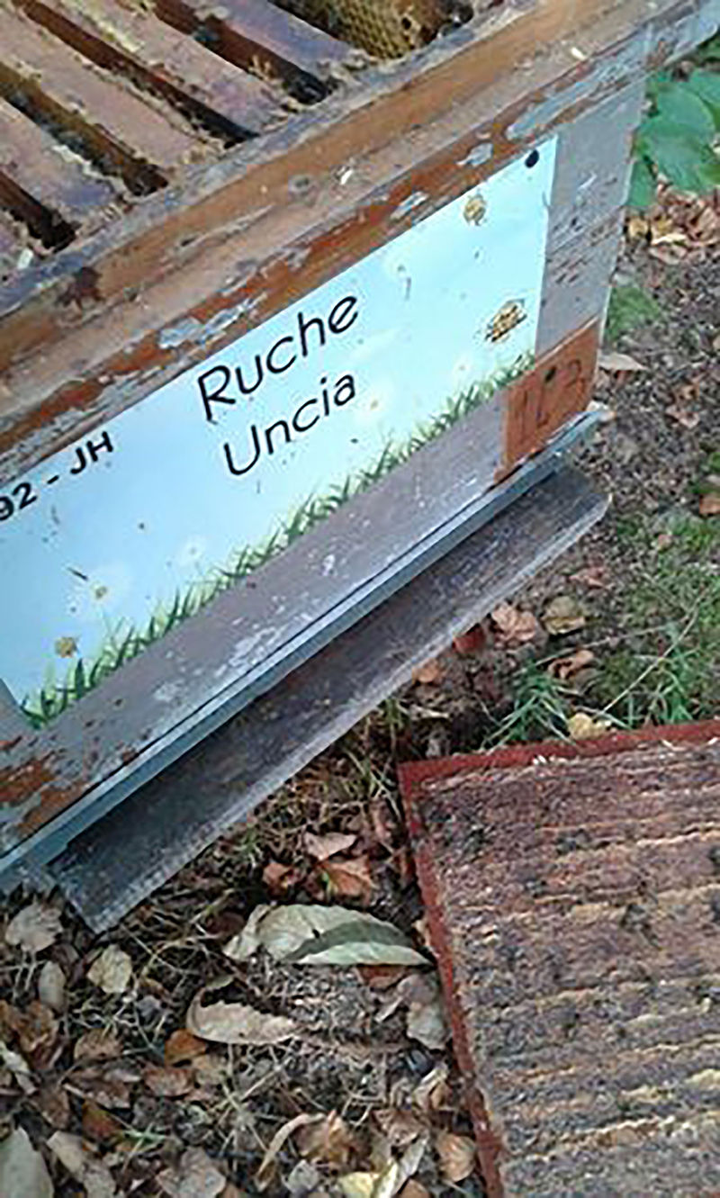 La ruche Uncia