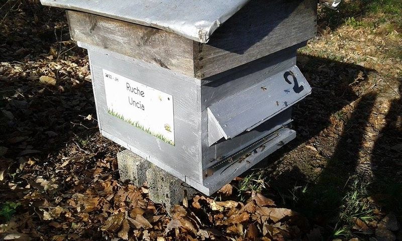 La ruche Uncia