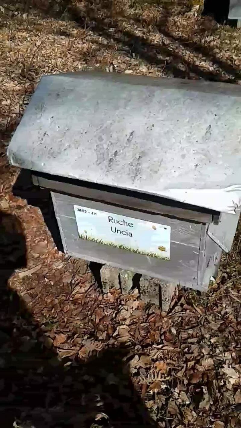 La ruche Uncia