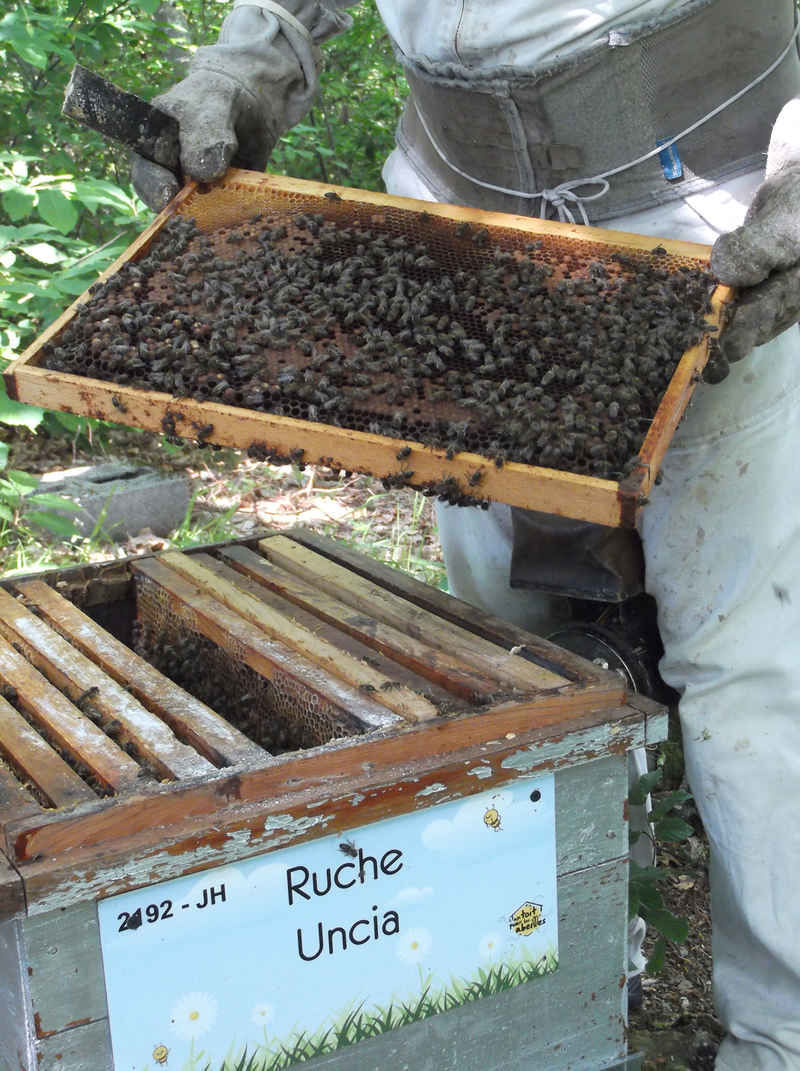 La ruche Uncia