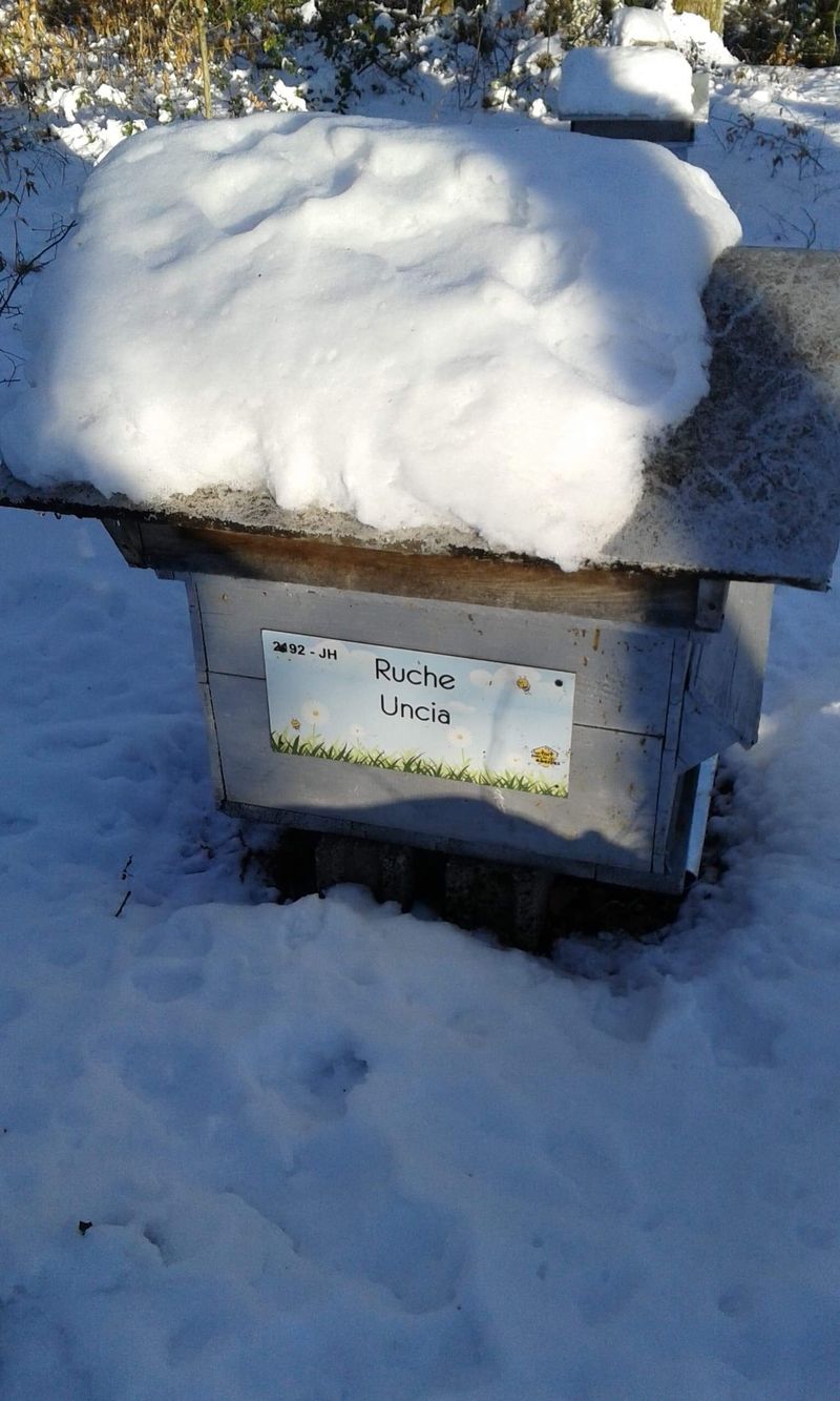 La ruche Uncia