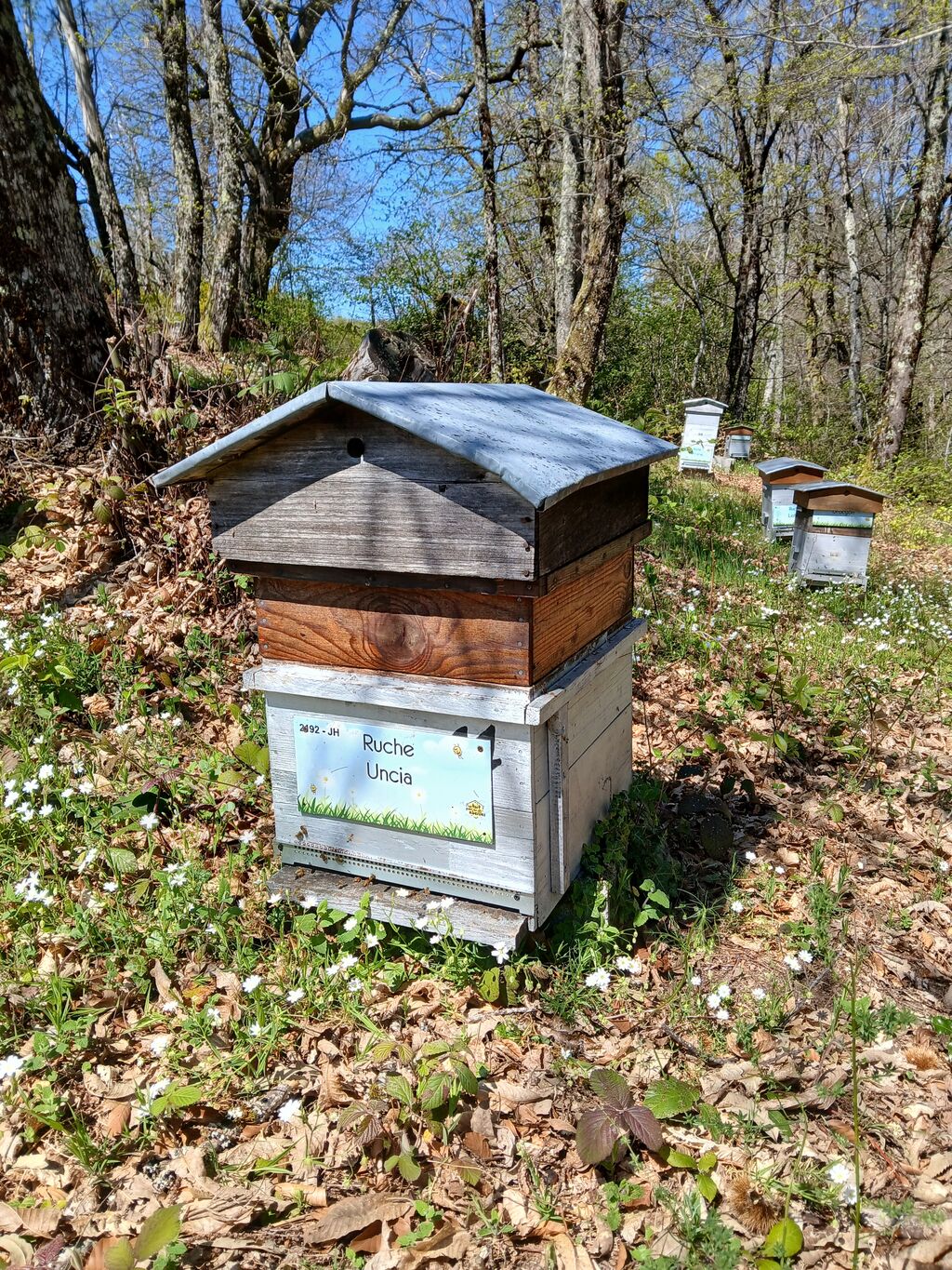 La ruche Uncia