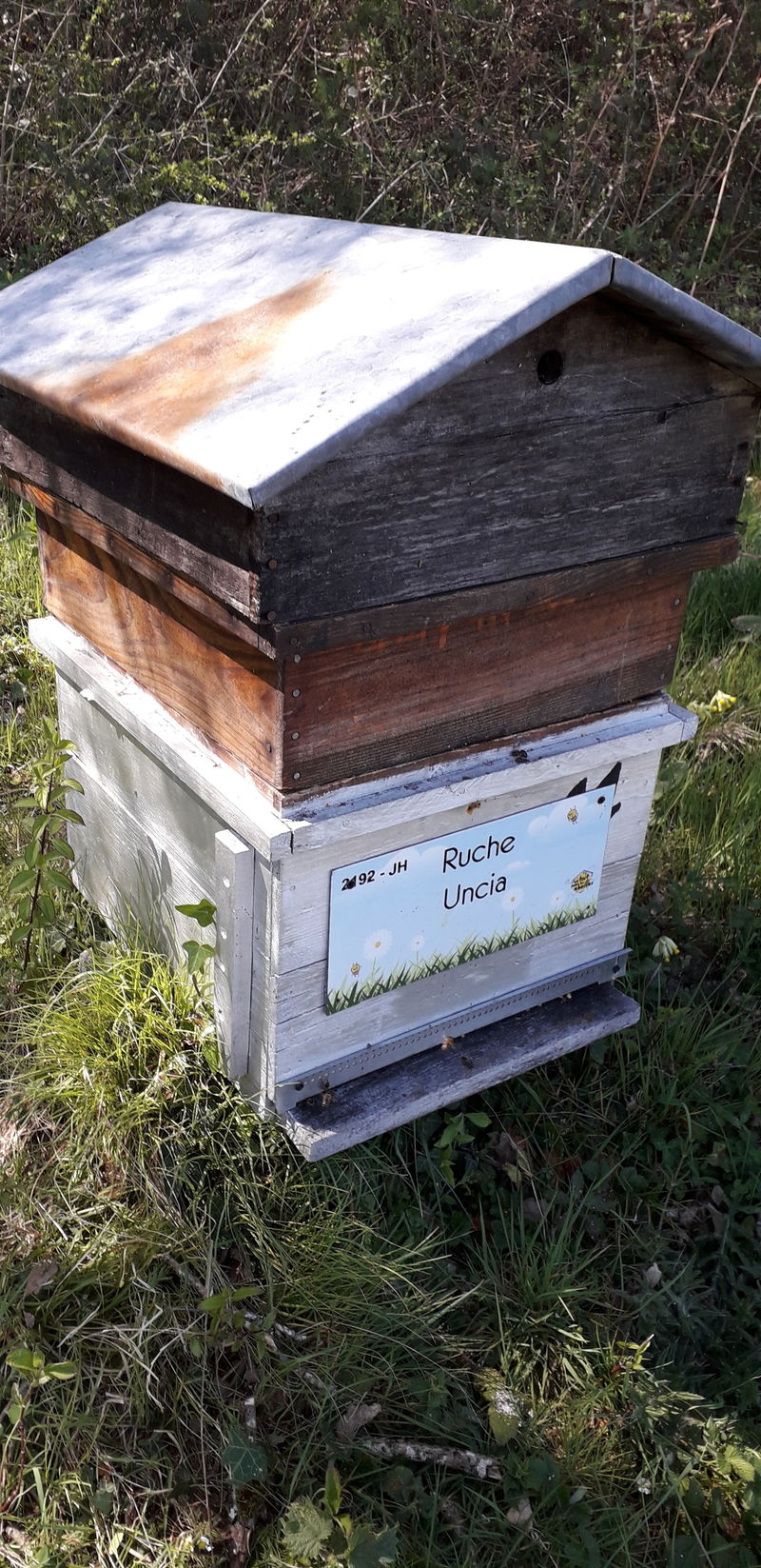 La ruche Uncia