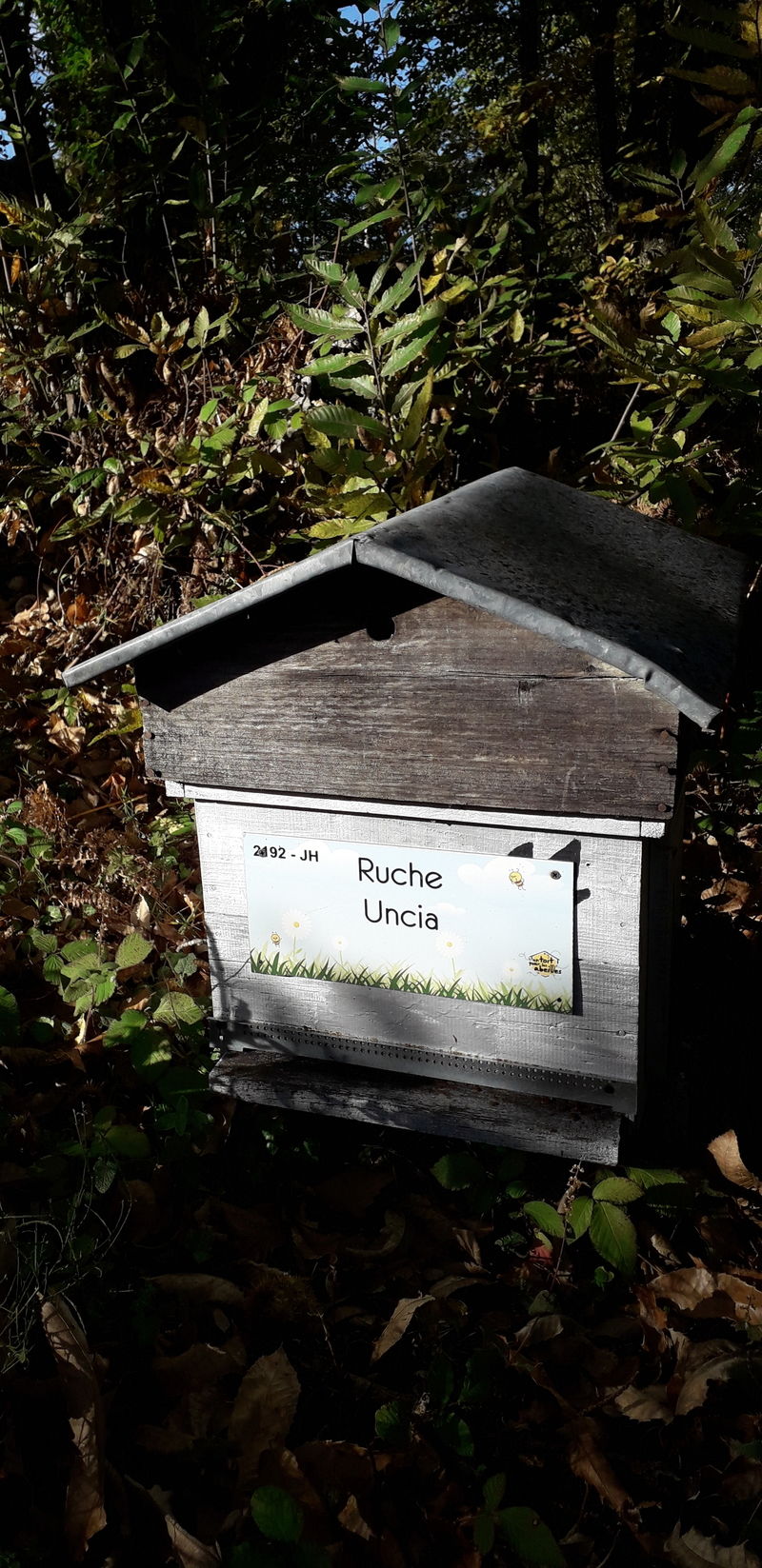 La ruche Uncia