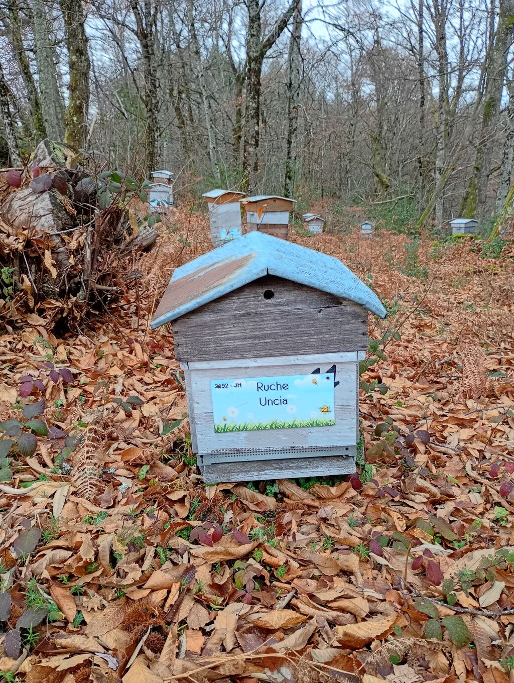 La ruche Uncia