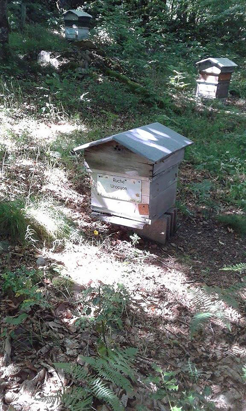 La ruche Urocyon