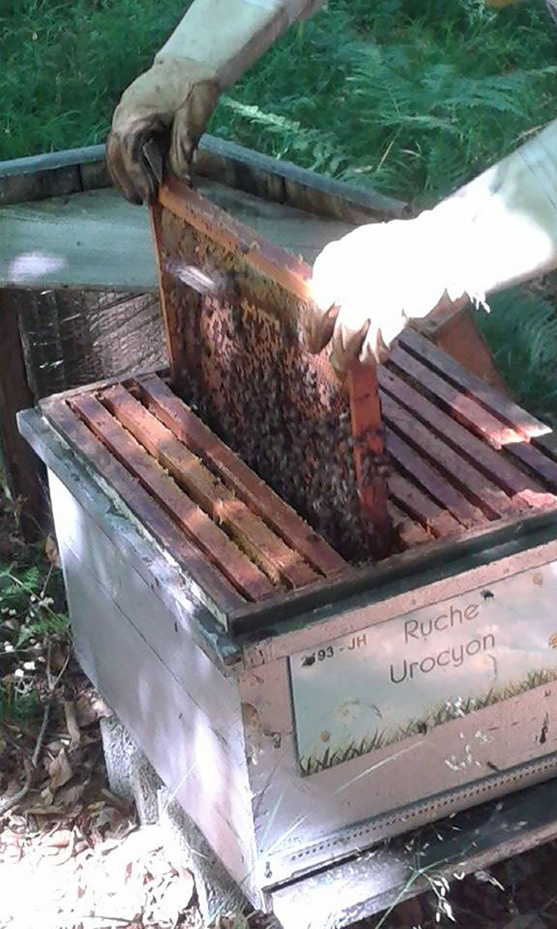 La ruche Urocyon
