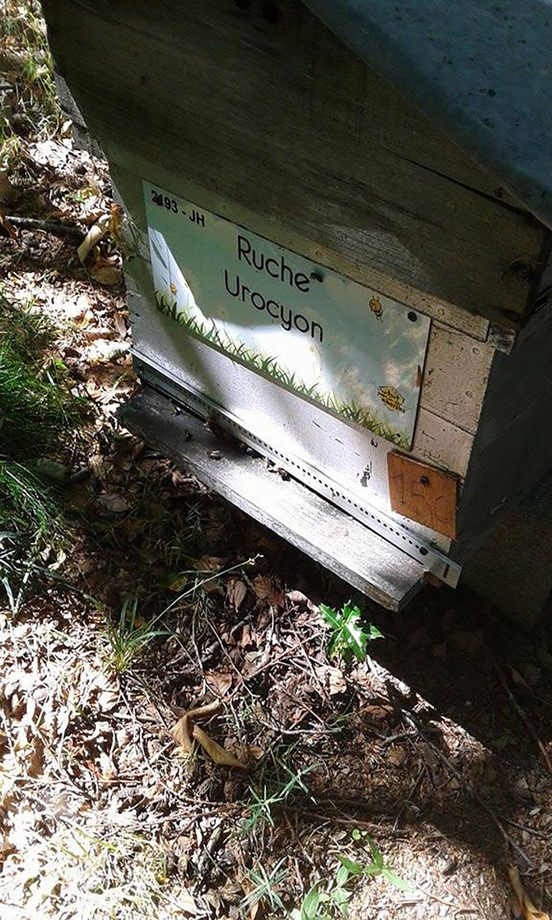 La ruche Urocyon