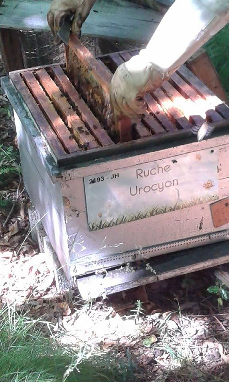 La ruche Urocyon