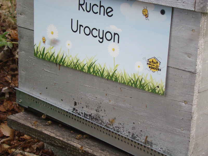 La ruche Urocyon
