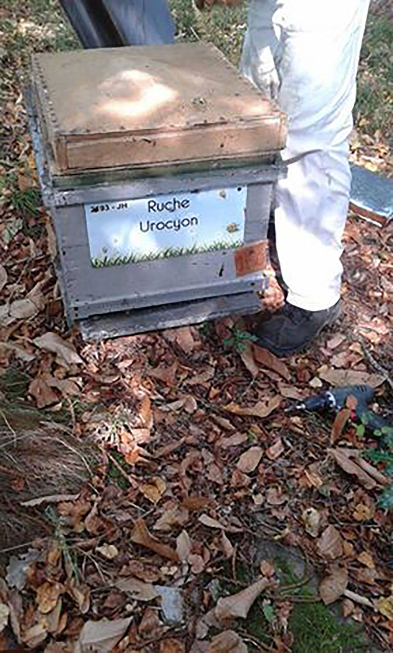 La ruche Urocyon