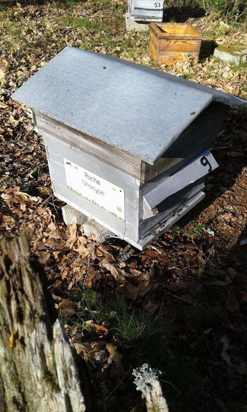 La ruche Urocyon