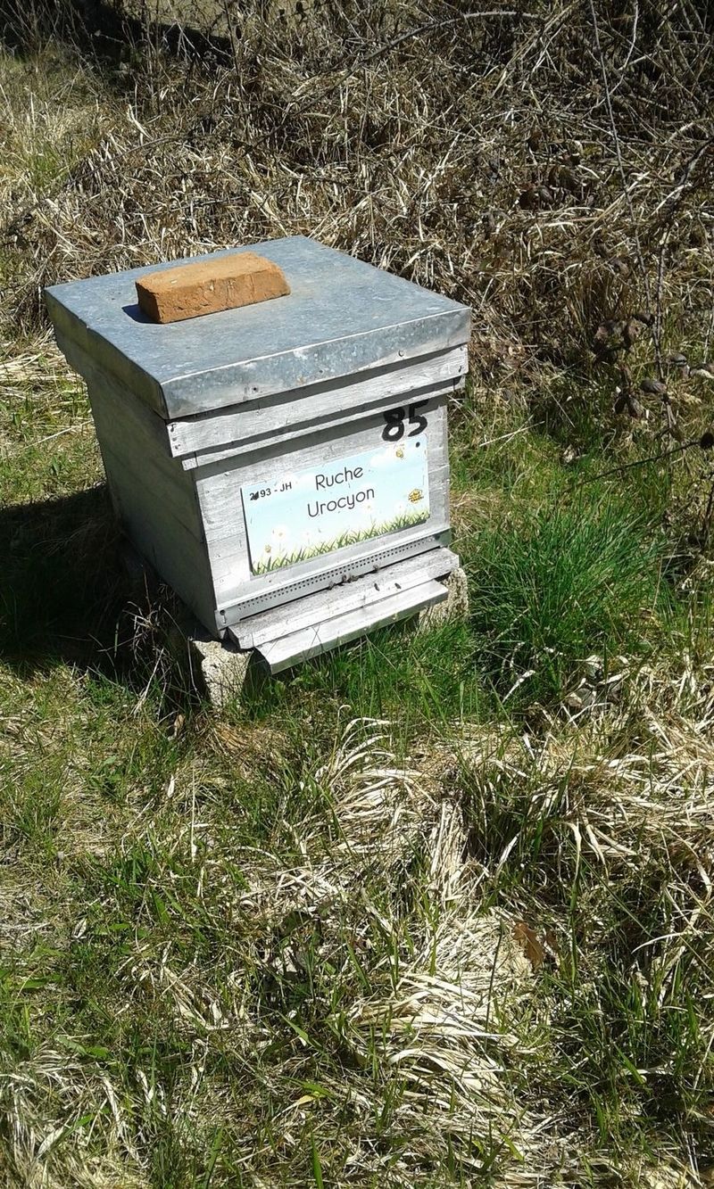 La ruche Urocyon