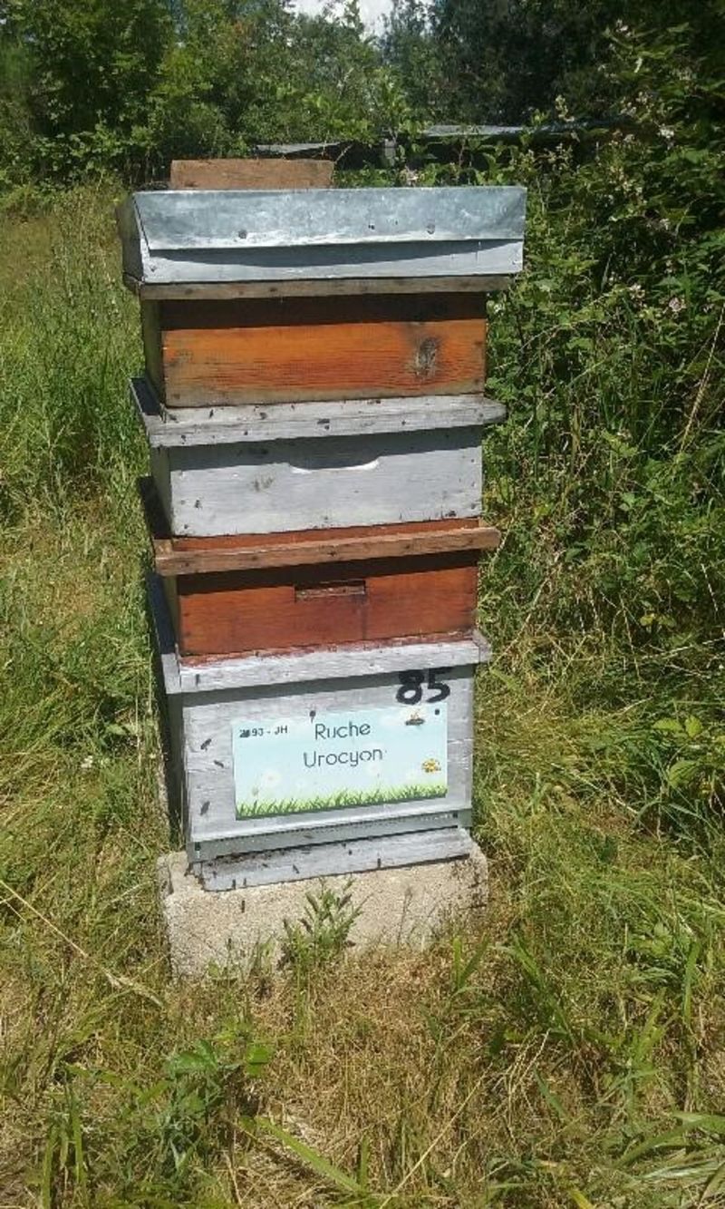 La ruche Urocyon