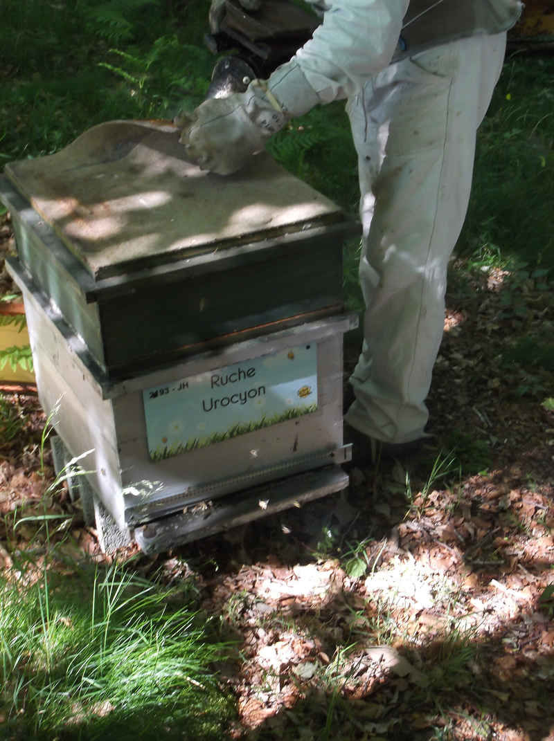 La ruche Urocyon