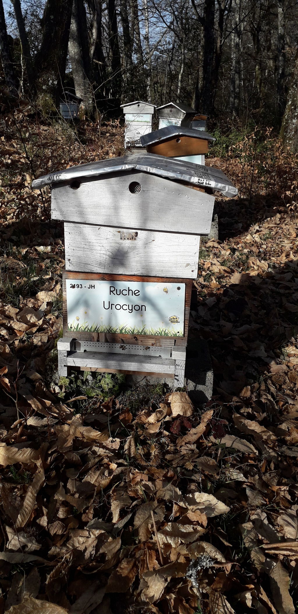 La ruche Urocyon