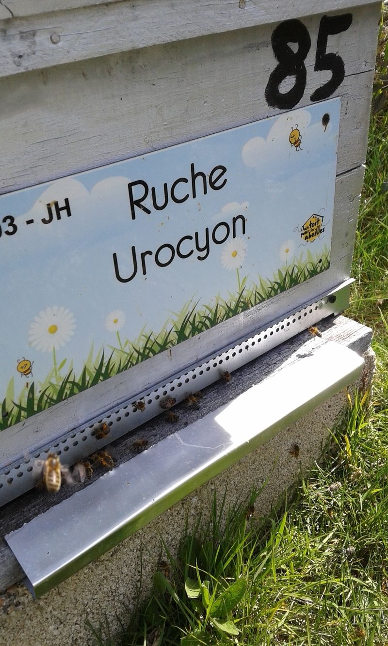 La ruche Urocyon