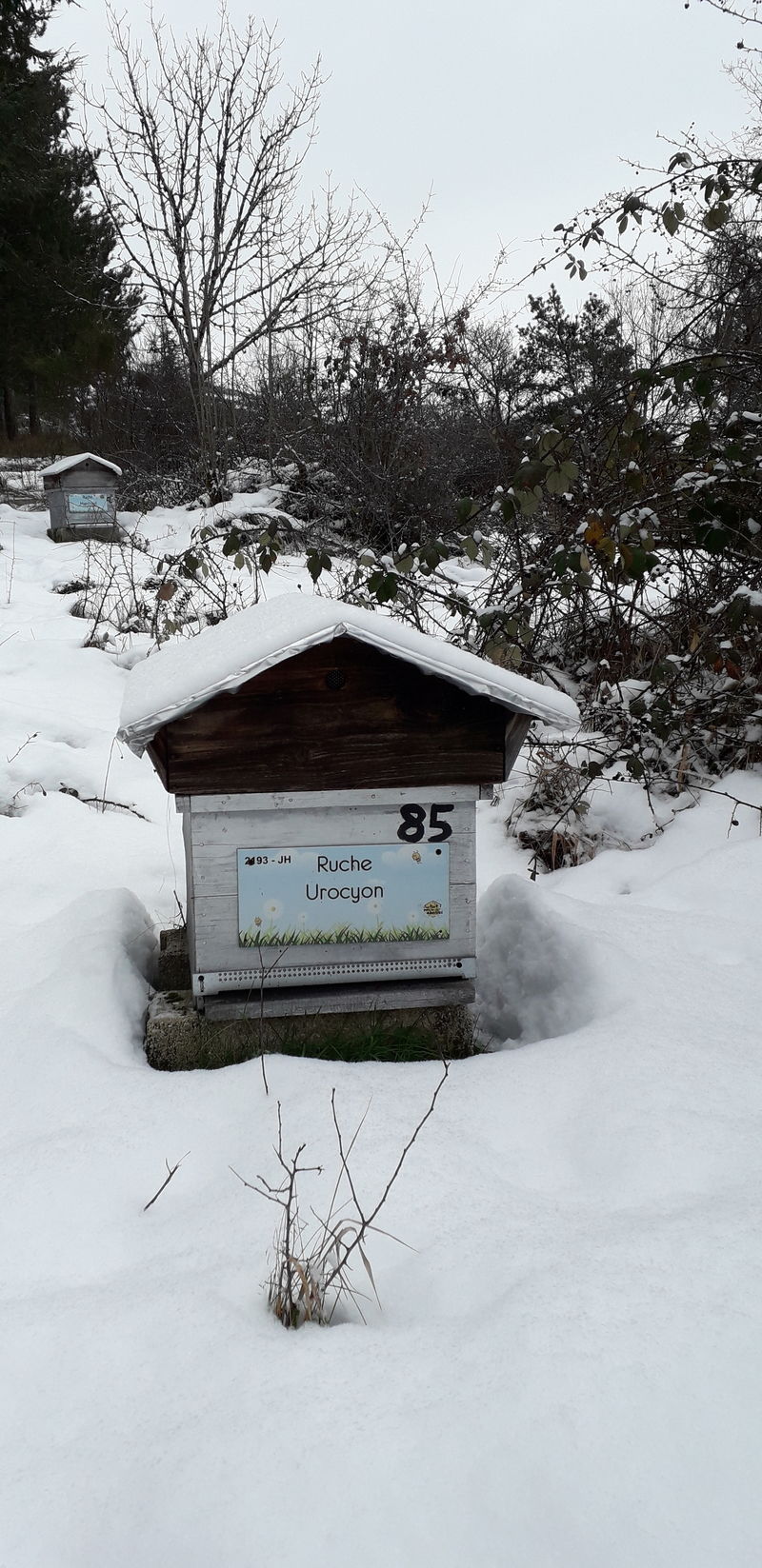 La ruche Urocyon