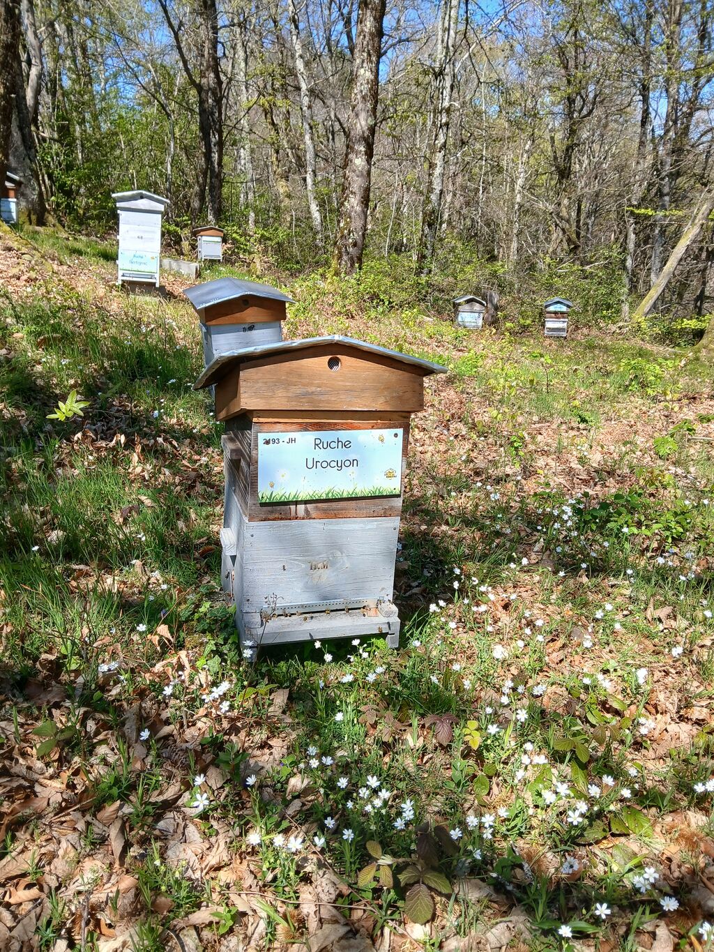 La ruche Urocyon