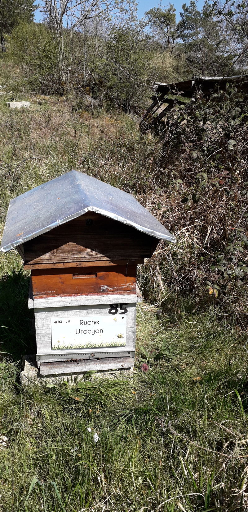 La ruche Urocyon