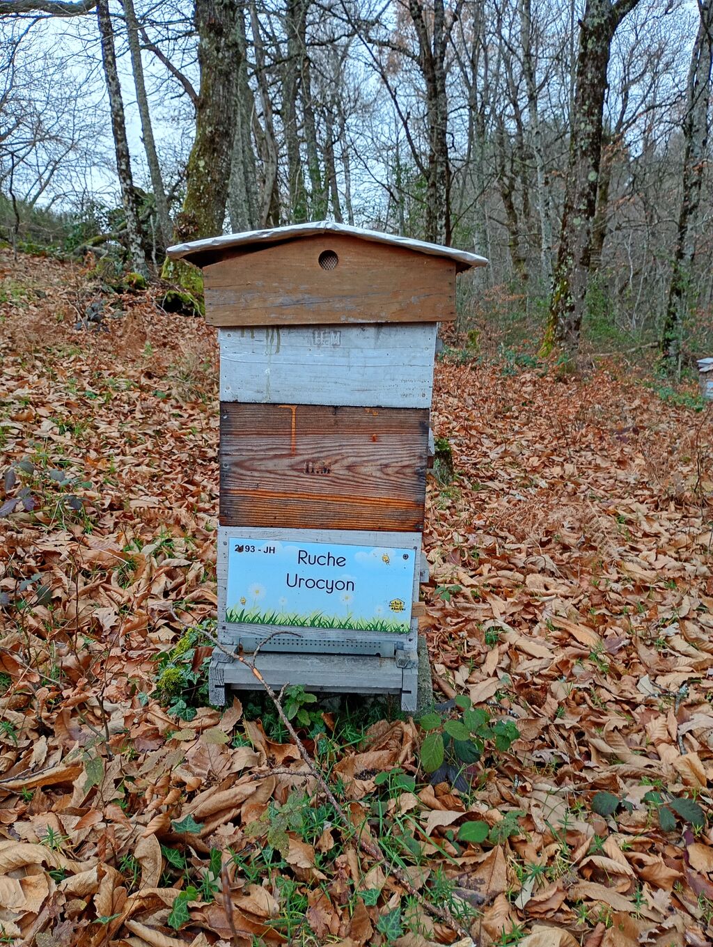 La ruche Urocyon